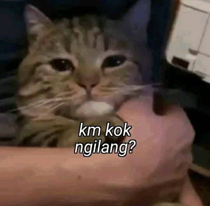 GTATOGEL-img